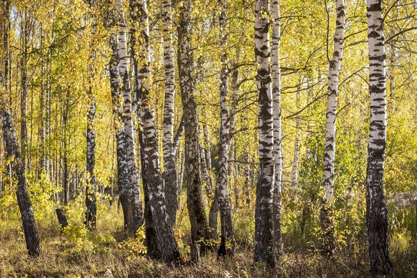 Birch forest in the early autumn. — Stock Photo, Image