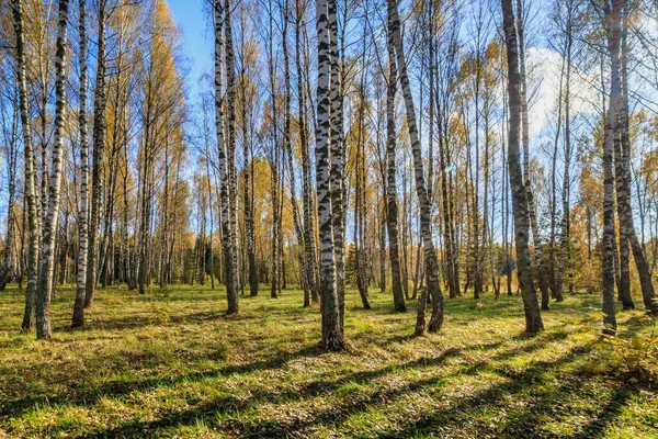 Birch forest on a clear autumn day. — Stock Photo, Image