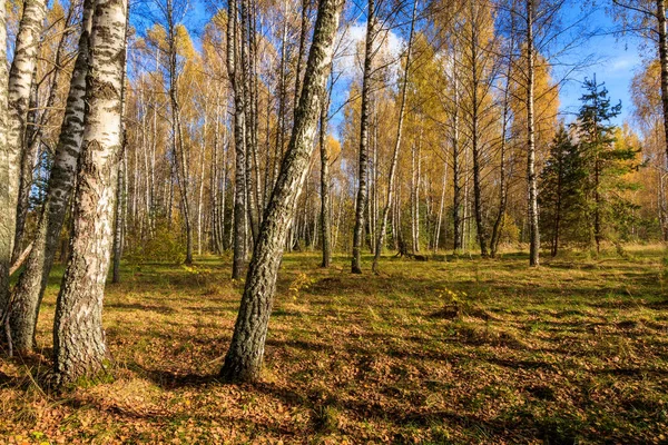 Floresta de bétula em um dia claro de outono . — Fotografia de Stock