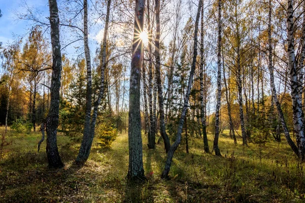 Floresta de bétula em um dia claro de outono . — Fotografia de Stock