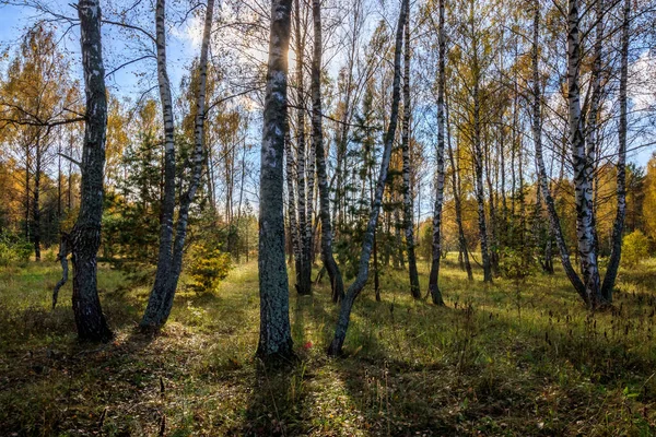 Las brzozowy w pogodny jesienny dzień. — Zdjęcie stockowe