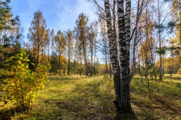 Las brzozowy w pogodny jesienny dzień. — Zdjęcie stockowe