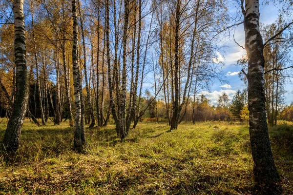 Birkenwald an einem klaren Herbsttag. — Stockfoto