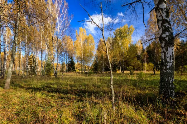 Floresta de bétula em um dia claro de outono . — Fotografia de Stock