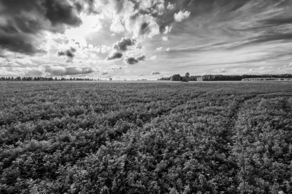 Rural field in Autumn season. — Stock Photo, Image