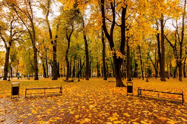 Laubfall im Park im Herbst mit Ahornen. — Stockfoto