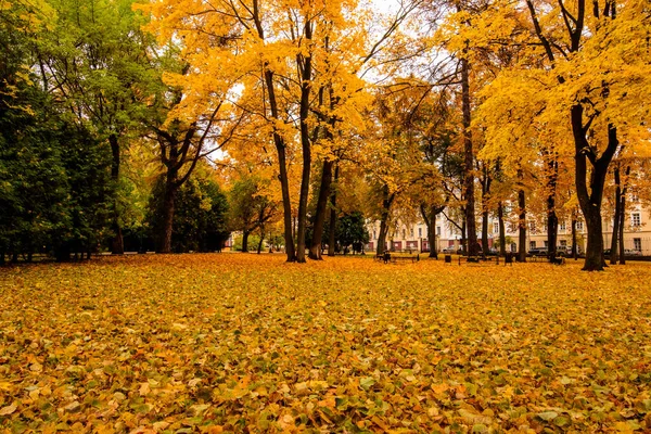 Caída de hojas en el parque en otoño con arces . — Foto de Stock