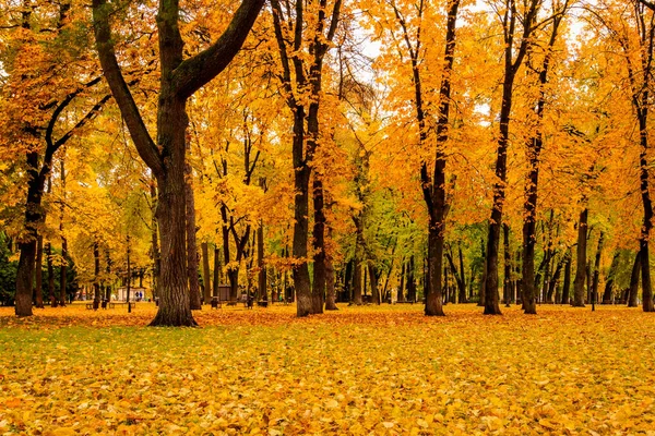 Caída de hojas en el parque en otoño con arces . — Foto de Stock