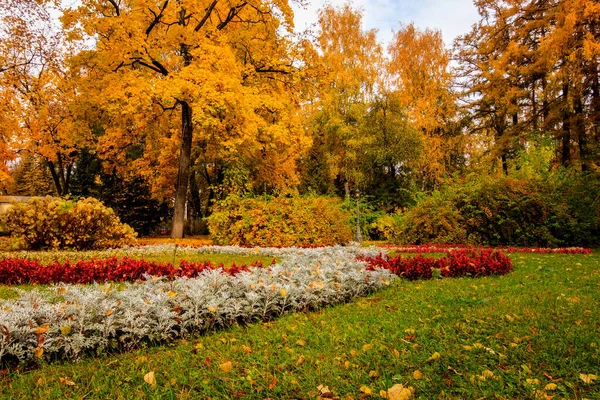Листя падає в парку восени з картами . — стокове фото