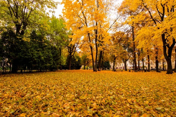 Feuilles tombent dans le parc en automne avec des érables . — Photo