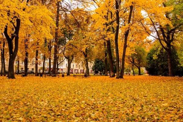 Caída de hojas en el parque en otoño con arces . — Foto de Stock