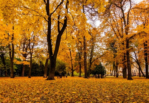 Laubfall im Park im Herbst mit Ahornen. — Stockfoto