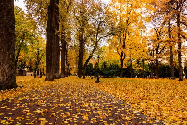 Caída de hojas en el parque en otoño con arces . — Foto de Stock