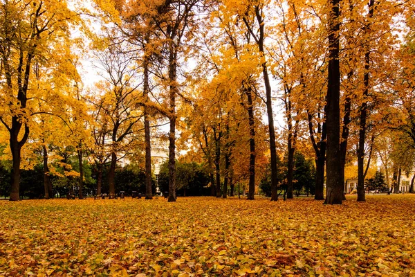 Feuilles tombent dans le parc en automne avec des érables . — Photo