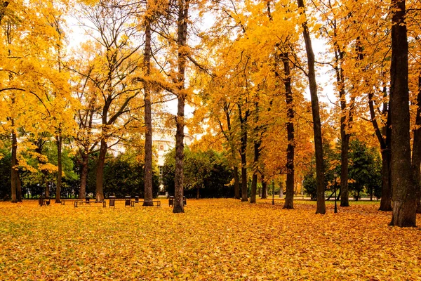 Laubfall im Park im Herbst mit Ahornen. — Stockfoto