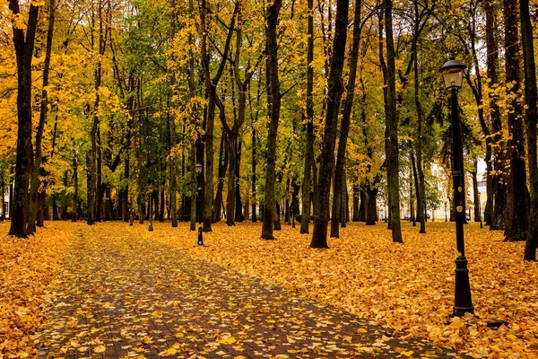 Laubfall im Park im Herbst mit Ahornen. — Stockfoto