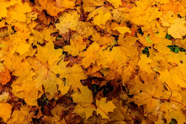 Juharfalevelek ősszel. Háttér. — Stock Fotó