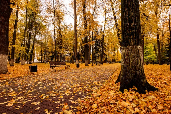 Caída de hojas en el parque en otoño con tilos . — Foto de Stock