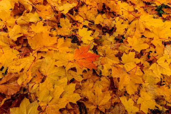 Ahornblätter im Herbst. Hintergrund. — Stockfoto