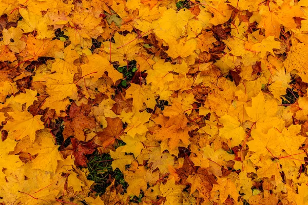 Ahornblätter im Herbst. Hintergrund. — Stockfoto