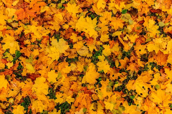 Ahornblätter im Herbst. Hintergrund. — Stockfoto
