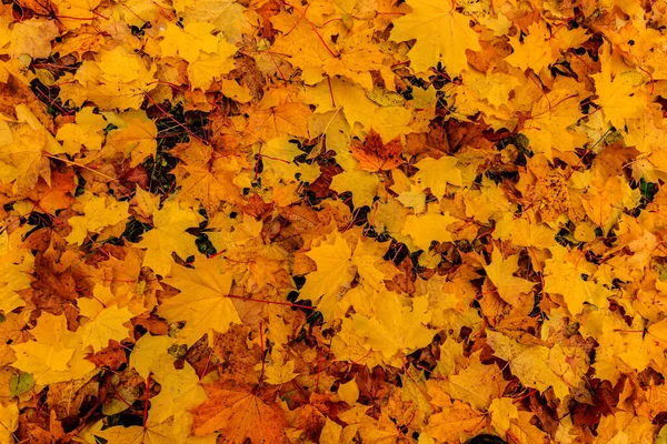 Ahornblätter im Herbst. Hintergrund. — Stockfoto