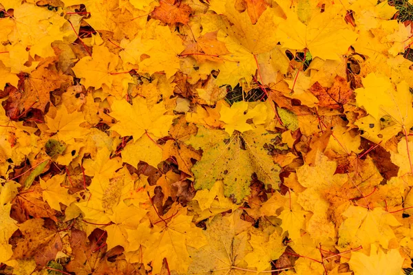 Ahornblätter im Herbst. Hintergrund. — Stockfoto