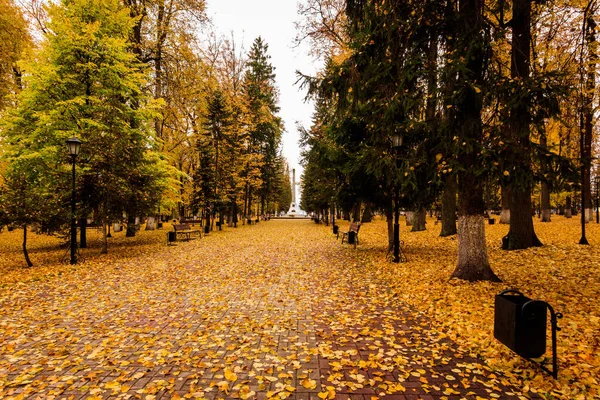 Caída de hojas en el parque en otoño con tilos . — Foto de Stock