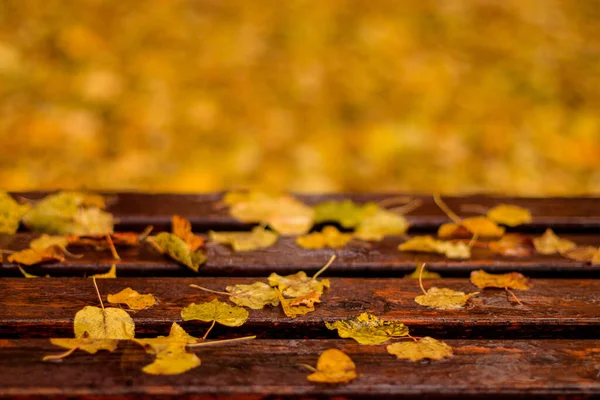 Bank mit Ahornblättern im Herbst. — Stockfoto