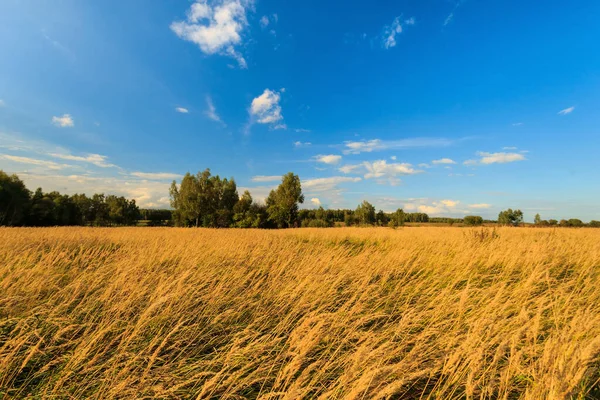 Autumn landscape with green grass on a meadow and cloudly sky — Stock Photo, Image