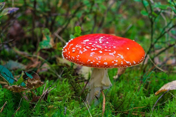 Amanita rossa nella foresta autunnale in una giornata nuvolosa — Foto Stock