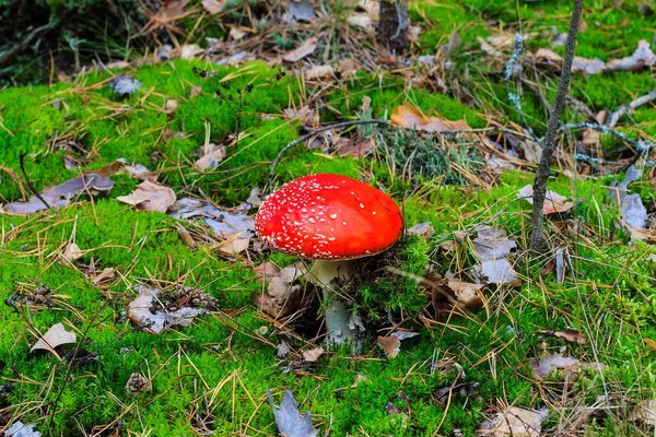 Rote Amanita im Herbstwald an einem bewölkten Tag — Stockfoto