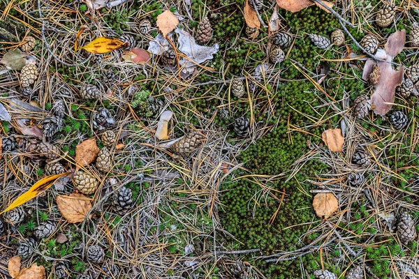 Textura de conos caídos y musgo — Foto de Stock