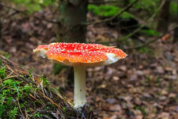 Rote Amanita im Herbstwald an einem bewölkten Tag — Stockfoto