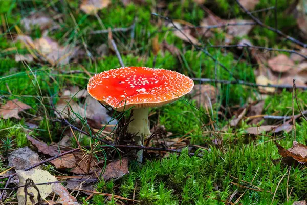 Rode amanita in het herfstbos op een bewolkte dag — Stockfoto