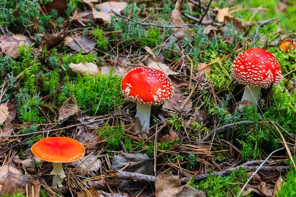 Rote Amanita im Herbstwald an einem bewölkten Tag — Stockfoto