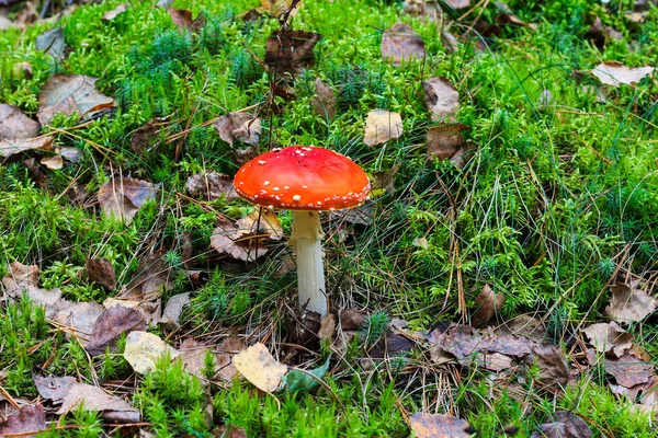 Rode amanita in het herfstbos op een bewolkte dag — Stockfoto