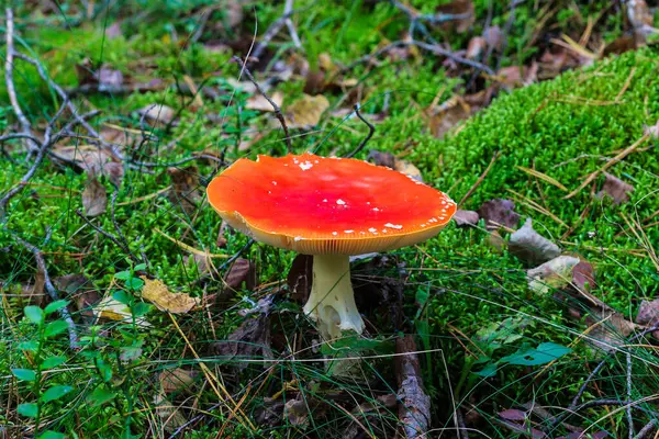 Amanita rossa nella foresta autunnale in una giornata nuvolosa — Foto Stock