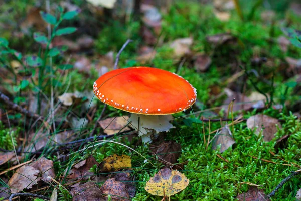 Amanita rossa nella foresta autunnale in una giornata nuvolosa — Foto Stock