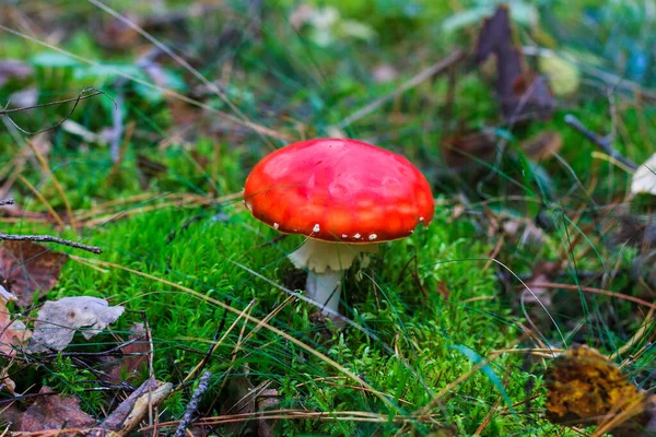 Amanita vermelha na floresta de outono em um dia nublado — Fotografia de Stock