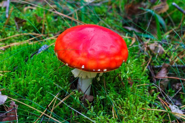 Amanita rossa nella foresta autunnale in una giornata nuvolosa — Foto Stock