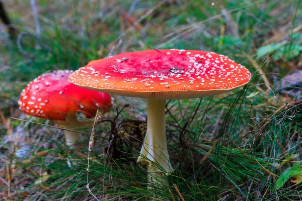 Amanita roja en el bosque de otoño en un día nublado —  Fotos de Stock