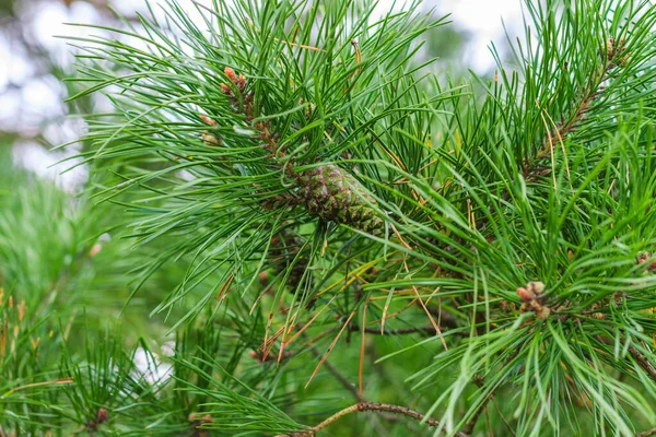 Conos verdes de pino jóvenes en el bosque — Foto de Stock