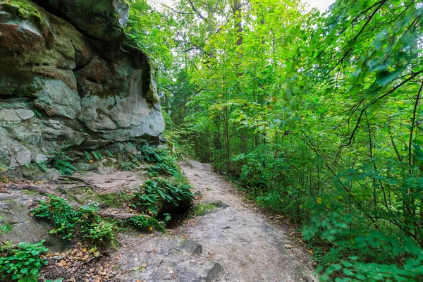 Скеля, покрита мохом у лісі в похмурий день — стокове фото