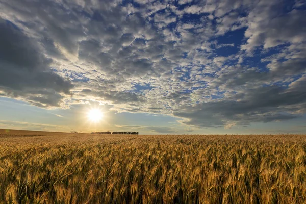 与年轻的黑麦一起在田里落日. — 图库照片