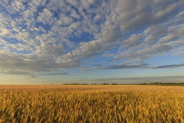 Campo con segale giovane in sera . — Foto Stock