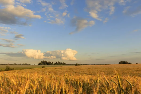 Field with young rye in evening. — Stock Photo, Image