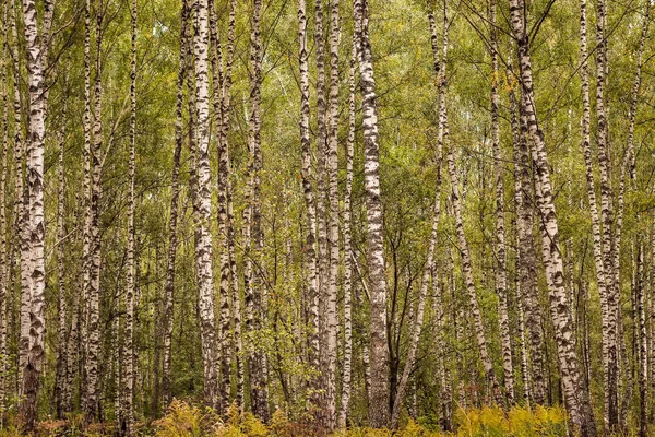 Berkenbos in de vroege herfst. — Stockfoto