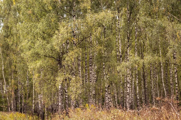 Las brzozowy wczesną jesienią. — Zdjęcie stockowe