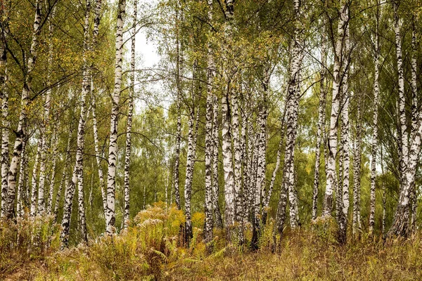 Sonbaharın başlarında huş ağacı ormanı. — Stok fotoğraf